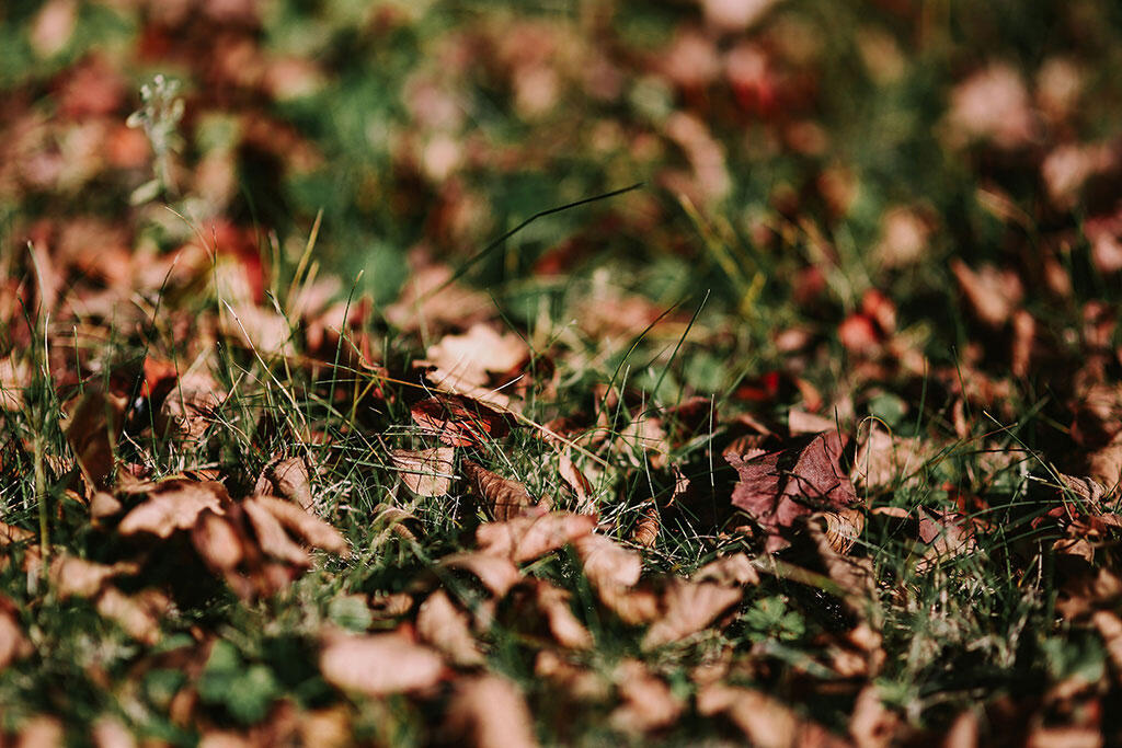 Maahan pudonneita ruskeita lehtiä vihreällä nurmella