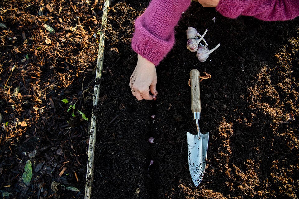 Vitlöksklyftorna planteras med 15 centimeters mellanrum och 20 centimeter mellan raderna. Foto: Kristine Hellemo