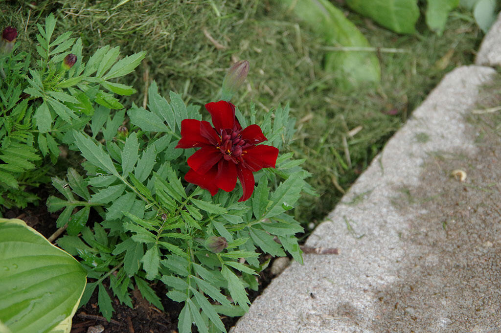 Nurmisilppua kukkapenkissä samettikukan taimien välissä. 