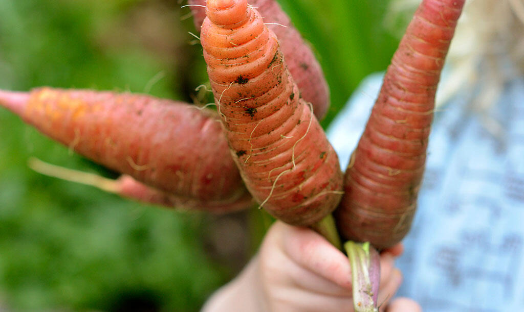 Lapsella on nippu tukevia porkkanoita kädessään. 