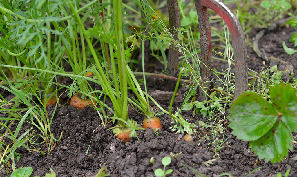 Porkkanat kasvavat vihannesmaalla. 