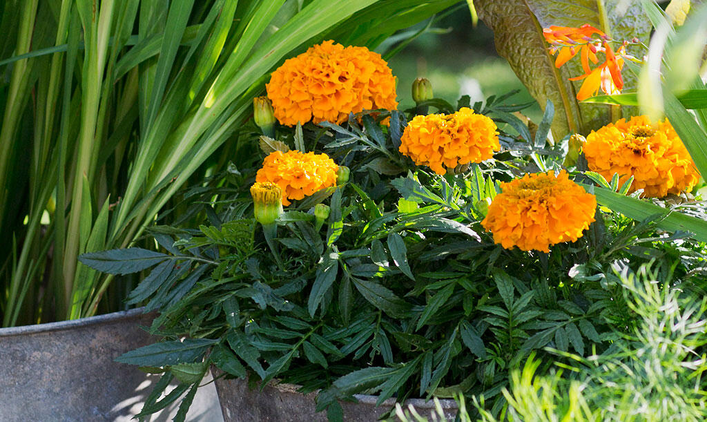 Kukkaistutuksia sinkkiämpäreissä; toisessa kukkii oranssi samettikukka, ja sen vieressä kasvaa korkeaa ruohovartista kasvia. 