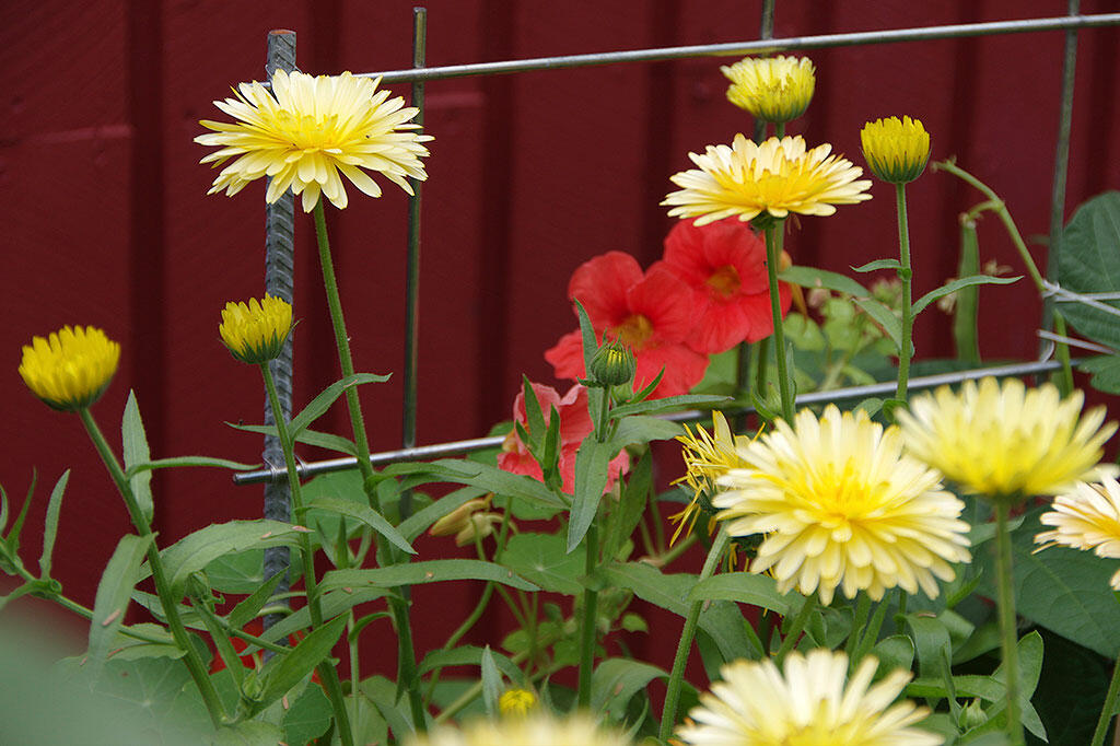 Nelson_Garden_How_to_grow_nasturtium_image_3.jpg