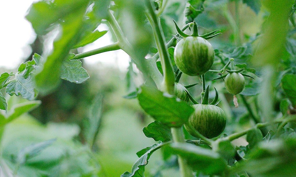 Vihreät tomaatit kasvavat rehevässä taimessa. 