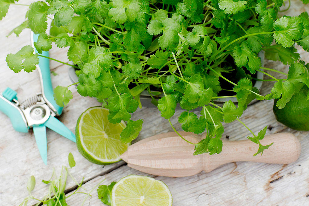 sprouts-or-microblades-which-should-I-choose_5.jpg