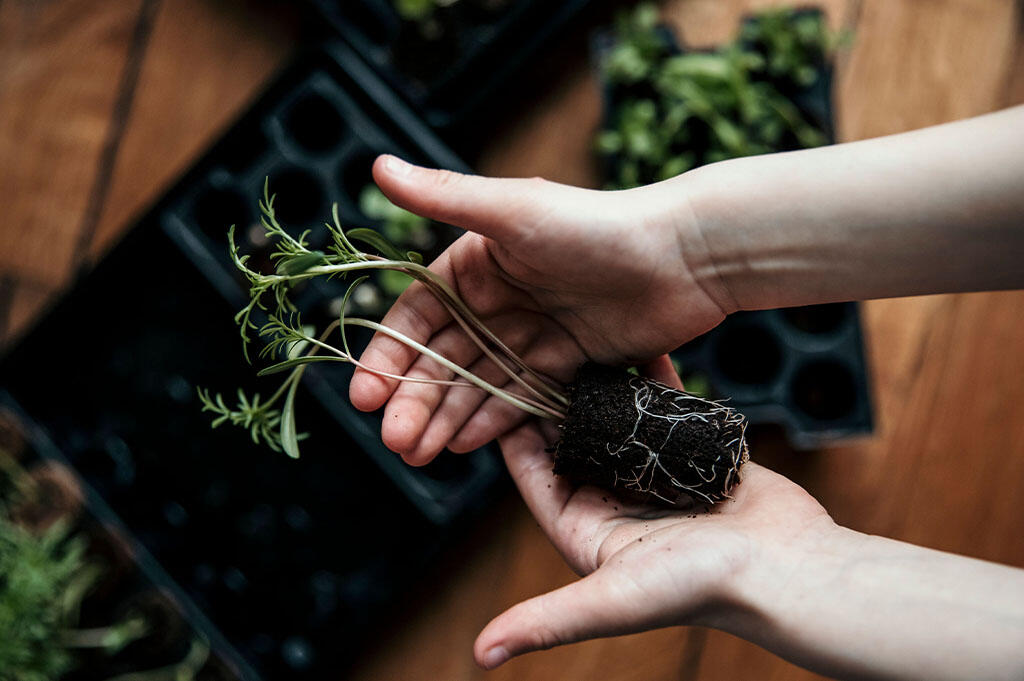 The time has come to transplant the plants to pots with potting soil.